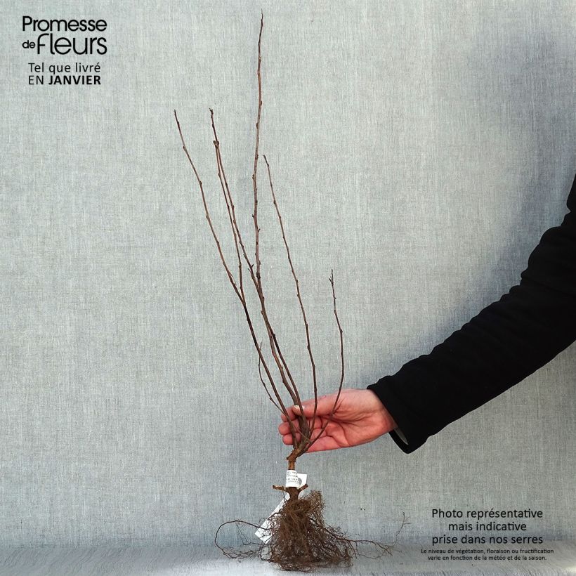 Spécimen de Physocarpus Dart s Gold - Physocarpe Racines nues tel que livré en hiver