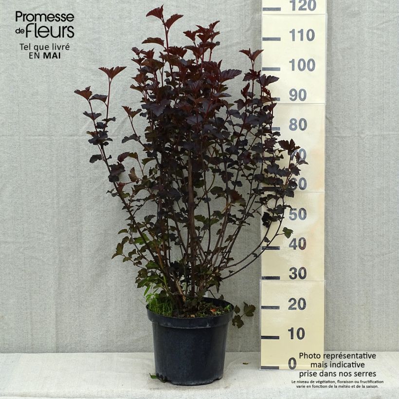Spécimen de Physocarpus Midnight - Physocarpe à feuille d'obier Pot de 7,5L/10L tel que livré au printemps