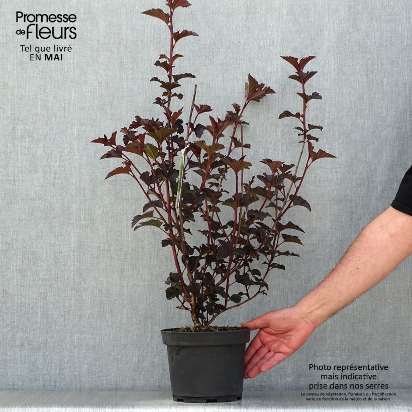 Spécimen de Physocarpus Midnight - Physocarpe à feuille d'obier Pot de 3L/4L tel que livré au printemps