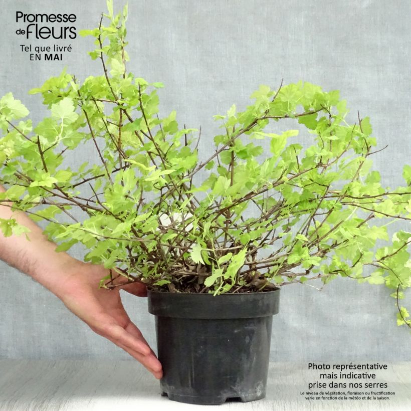 Spécimen de Physocarpus capitatus Tilden Park Pot de 3L/4L tel que livré au printemps