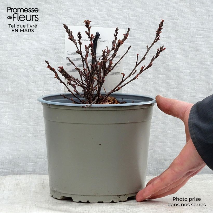 Spécimen de Physocarpus opulifolius All Black - Physocarpe noir Pot de 3L/4L tel que livré au printemps