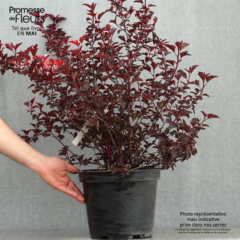 Spécimen de Physocarpus opulifolius All Black - Physocarpe noir Pot de 7,5L/10L tel que livré au printemps