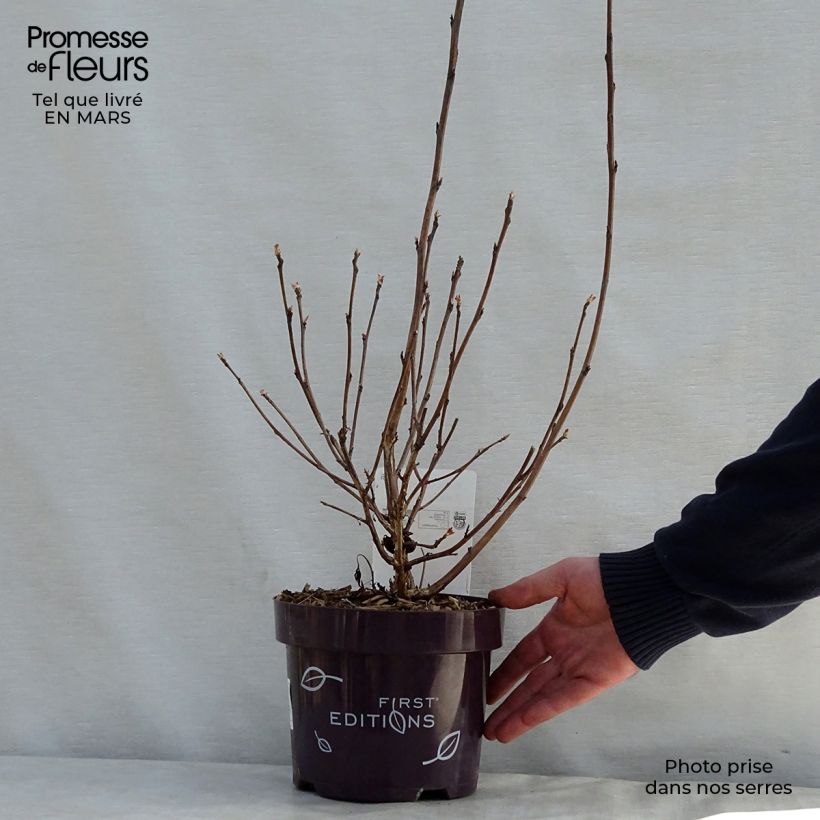 Spécimen de Physocarpus opulifolius Amber Jubilee Pot de 3L/4L tel que livré au printemps