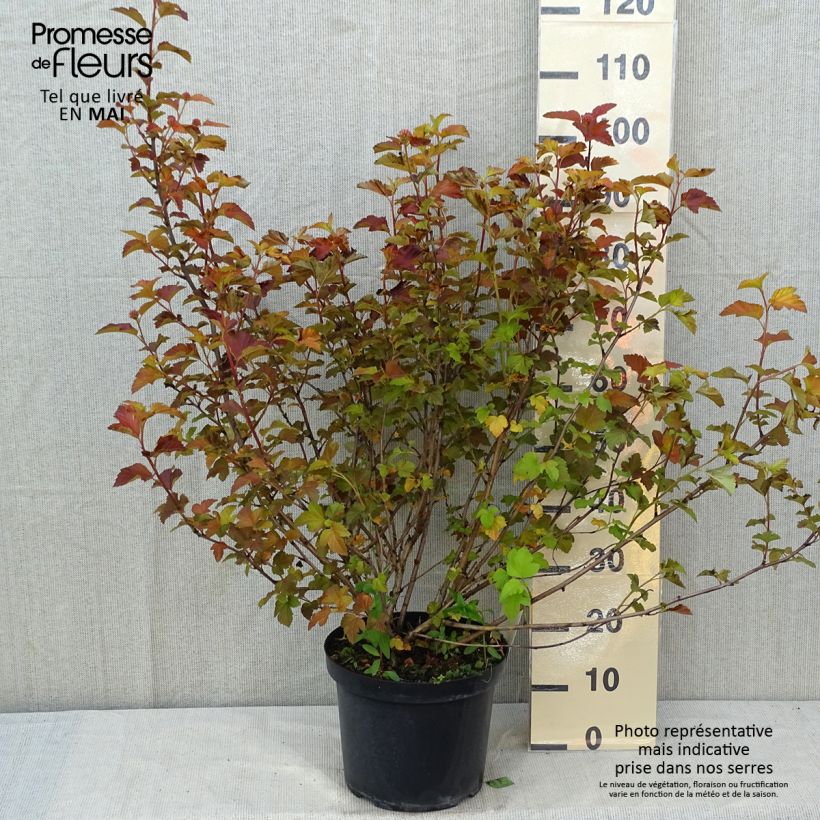 Spécimen de Physocarpus opulifolius Amber Jubilee Pot de 7,5L/10L tel que livré au printemps