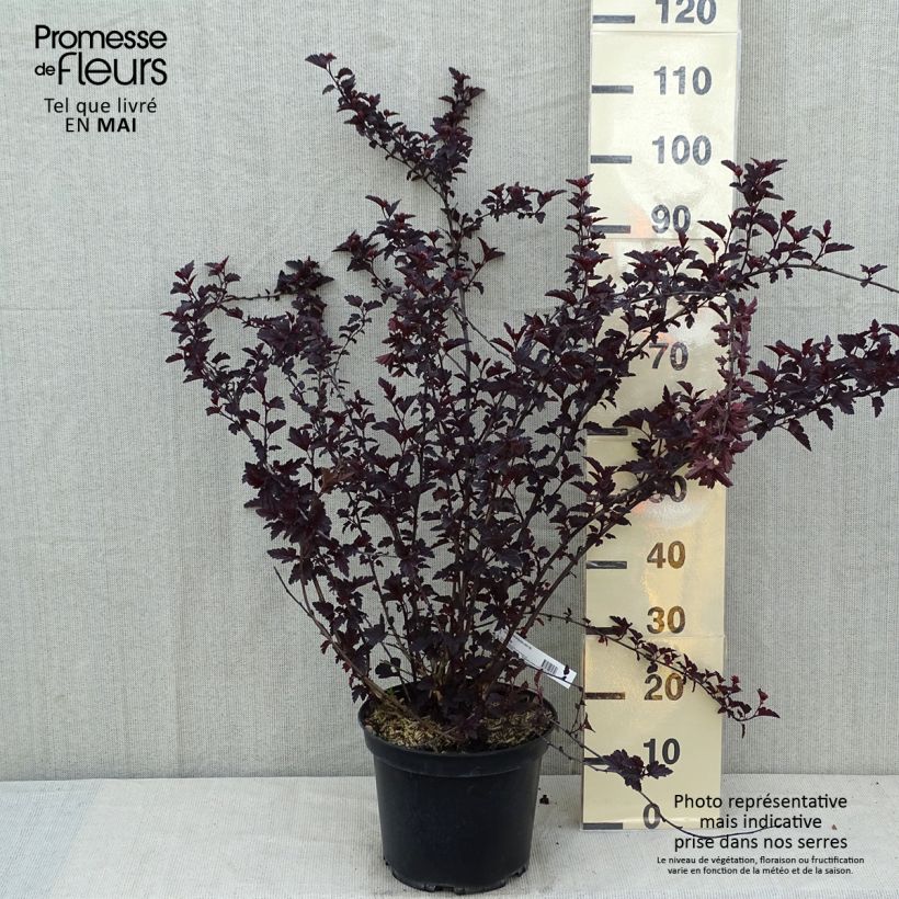 Spécimen de Physocarpus opulifolius Black Light - Physocarpe Pot de 7,5L/10L tel que livré au printemps