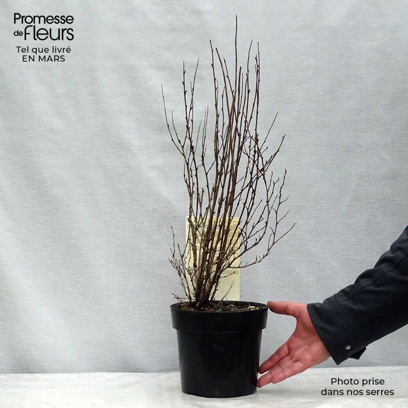 Spécimen de Physocarpus opulifolius Burgundy Candy Pot de 2L/3L tel que livré en hiver