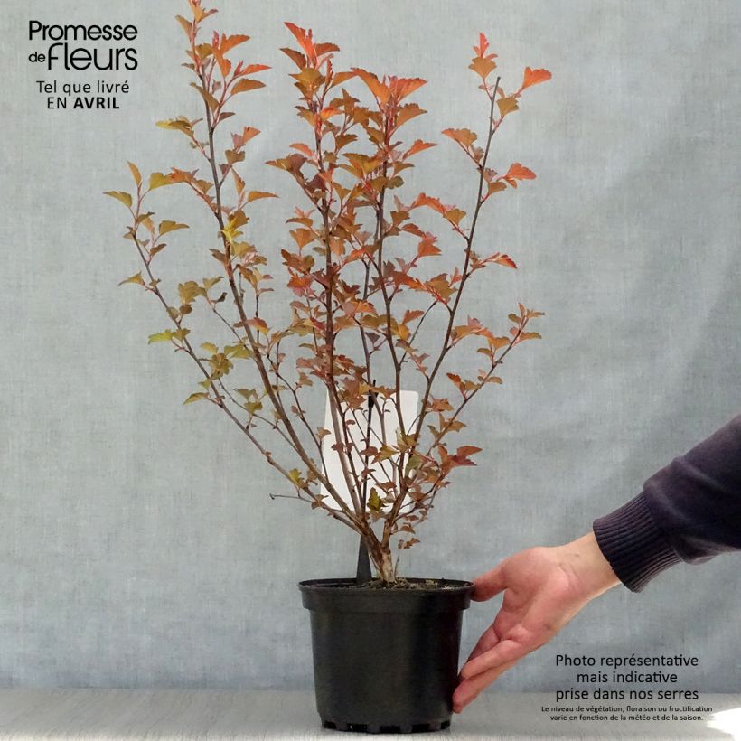 Spécimen de Physocarpus opulifolius Diable D'Or - Physocarpe à feuilles cuivre Pot de 3L/4L tel que livré au printemps