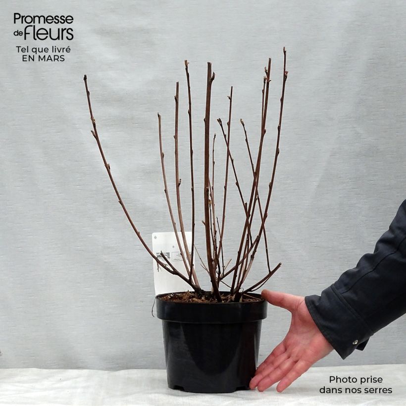 Spécimen de Physocarpus opulifolius Diabolo - Physocarpe à feuilles pourpres Pot de 3L/4L tel que livré au printemps