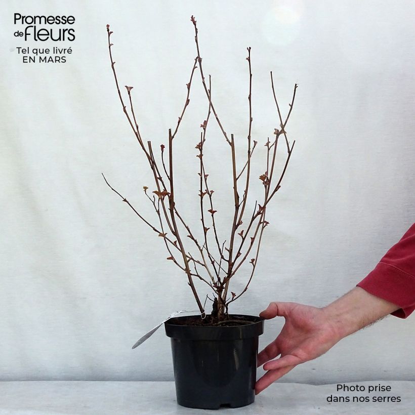 Spécimen de Physocarpus opulifolius Lady in Red - Physocarpe à feuillage pourpre Pot de 3L/4L tel que livré au printemps