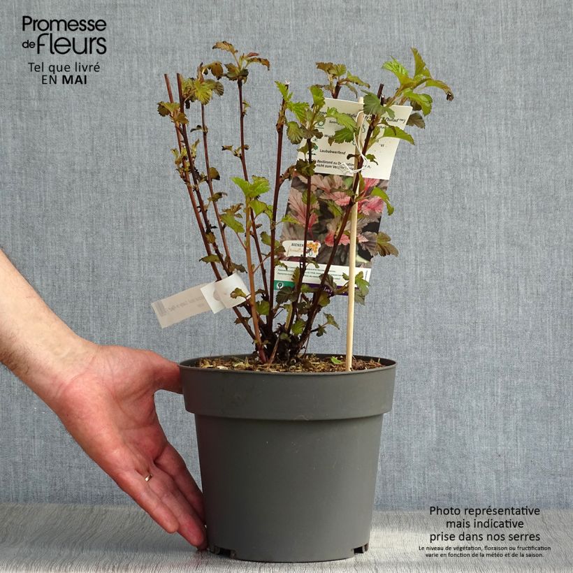 Spécimen de Physocarpus opulifolius Lady in Red - Physocarpe à feuillage pourpre Pot de 3L/4L tel que livré au printemps