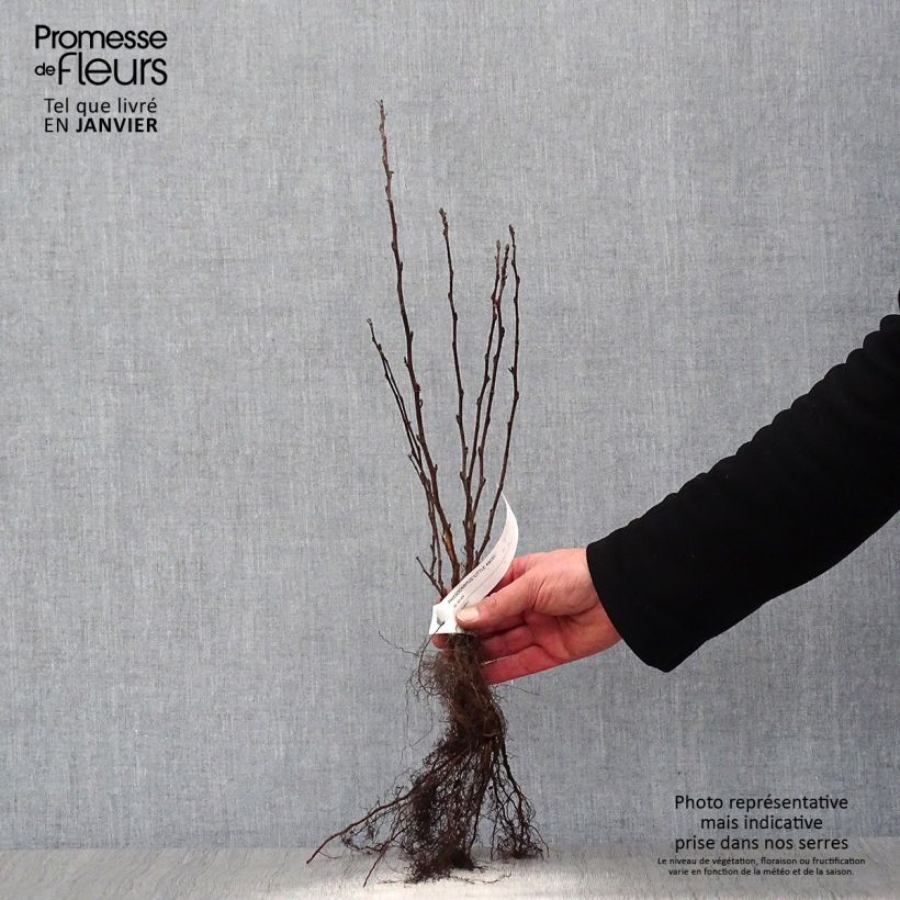 Example of Physocarpus opulifolius Little Angel - Physocarpe Racines nues as you get in hiver