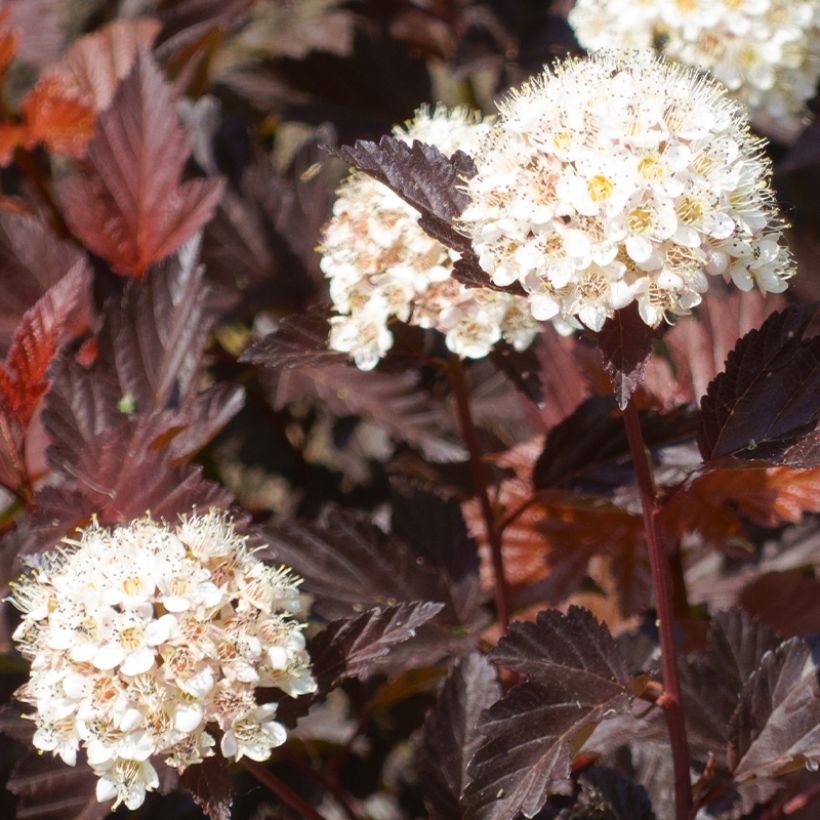 Physocarpus opulifolius Little Angel - Physocarpe (Harvest)