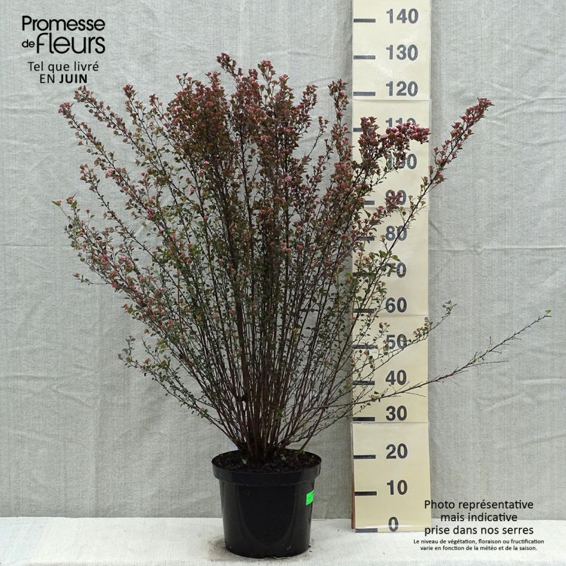 Spécimen de Physocarpus opulifolius Little Devil Pot de 7,5L/10L tel que livré au printemps