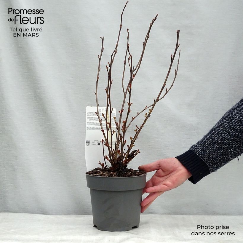 Spécimen de Physocarpus opulifolius Perspektiva Pot de 2L/3L tel que livré au printemps