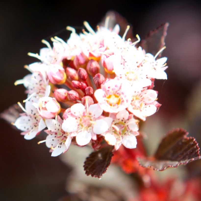 Physocarpus opulifolius Spicy Devil - Physocarpe nain (Floraison)