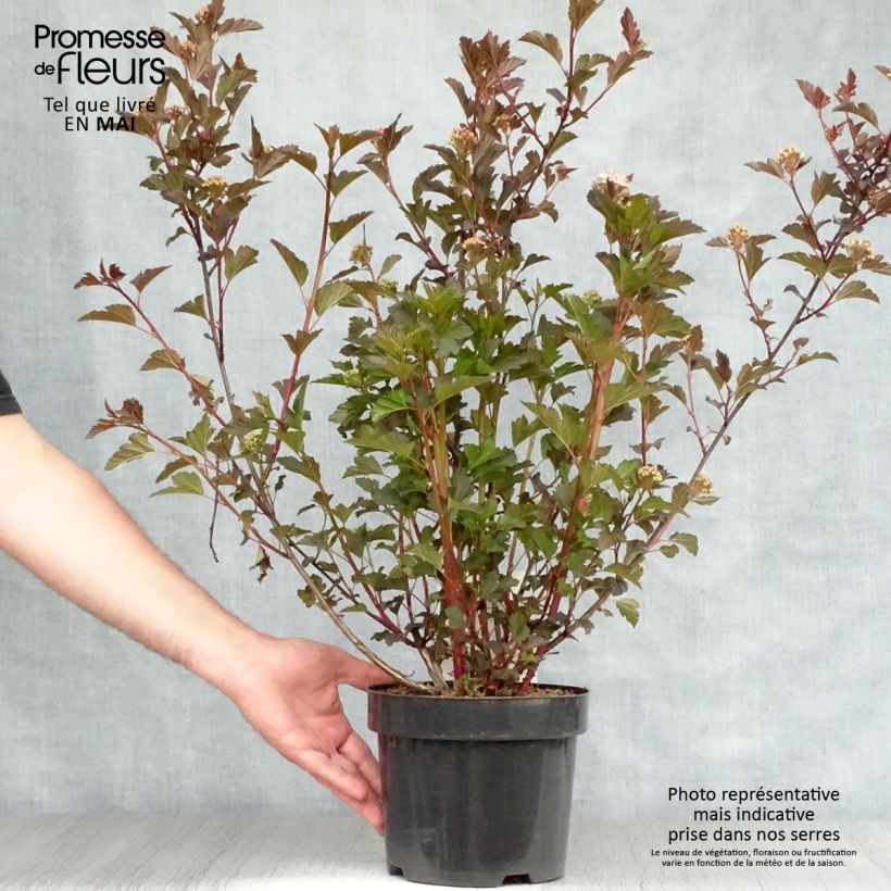 Spécimen de Physocarpus opulifolius Summer Wine Pot de 3L/4L tel que livré au printemps