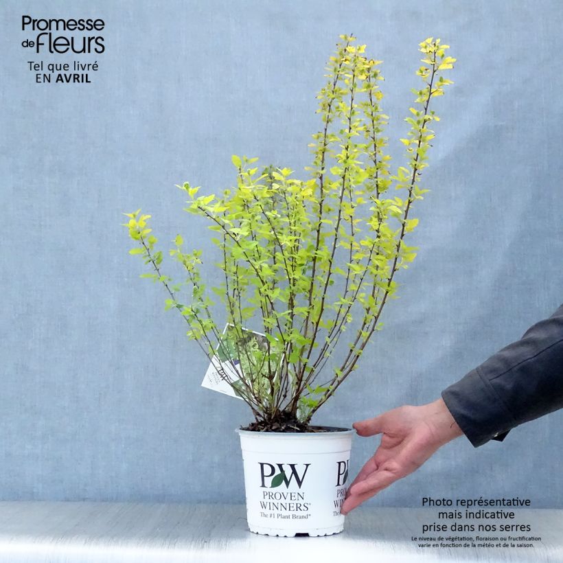 Spécimen de Physocarpus opulifolius Tiny Wine Gold Pot de 2L/3L tel que livré au printemps
