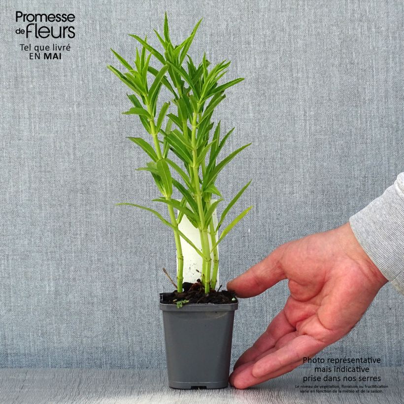 Spécimen de Physostegia virginiana Alba - Cataleptique blanche Godet de 8/9 cm tel que livré au printemps