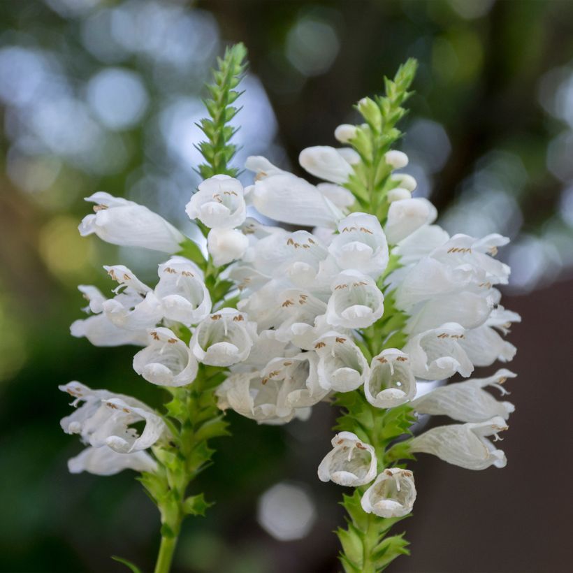 Physostegia virginiana Alba - Cataleptique blanche (Floraison)
