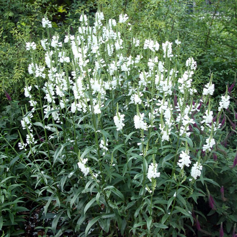Physostegia virginiana Alba - Cataleptique blanche (Port)
