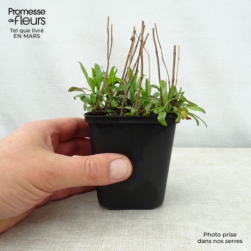 Example of Physostegia virginiana Galadriel - Cataleptique Godet de 8/9 cm as you get in printemps