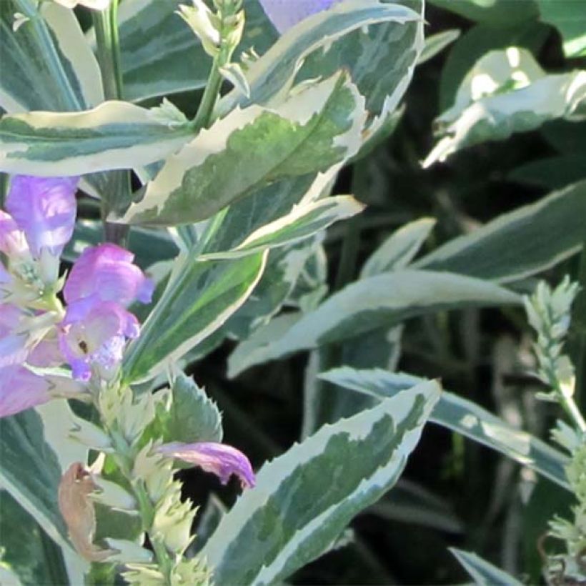 Physostegia virginiana Variegata (Foliage)