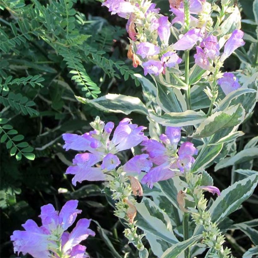 Physostegia virginiana Variegata (Flowering)