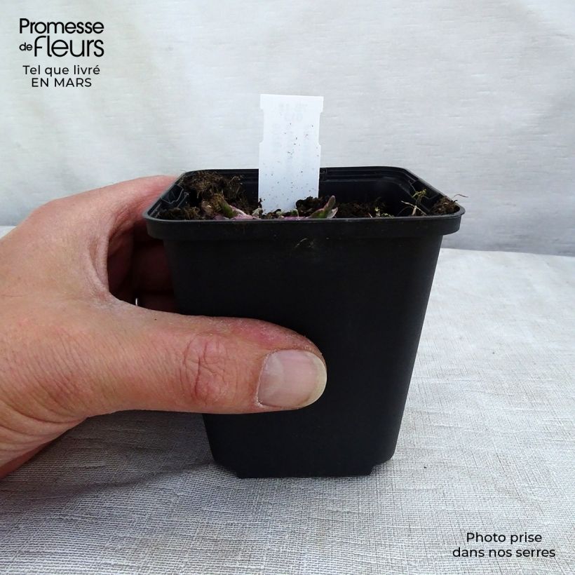 Example of Physostegia virginiana Variegata Godet de 8/9 cm as you get in printemps