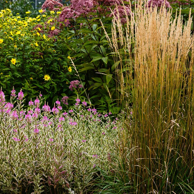 Physostegia virginiana Variegata (Plant habit)