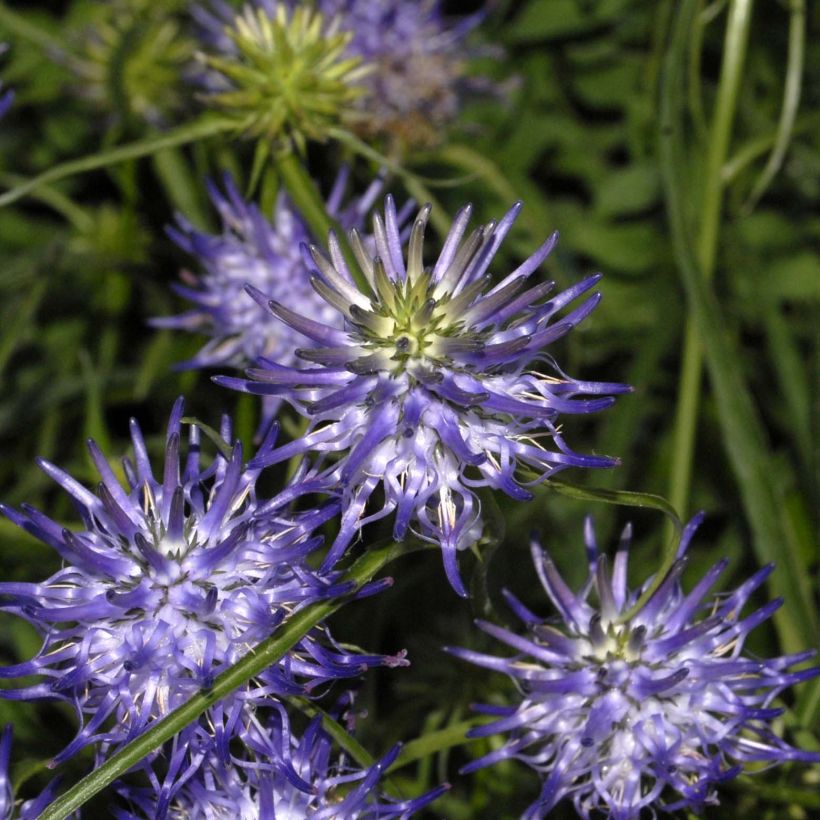 Phyteuma scheuchzeri - Raiponce de Scheuchzer  (Floraison)