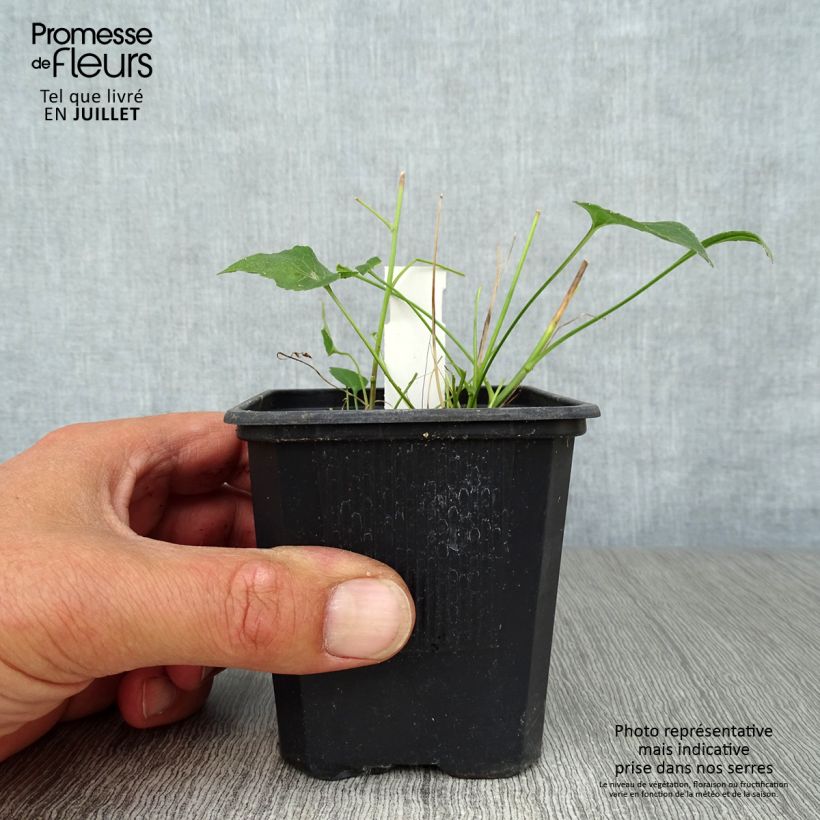 Spécimen de Phyteuma scheuchzeri - Raiponce de Scheuchzer  Godet de 8/9 cm tel que livré en été
