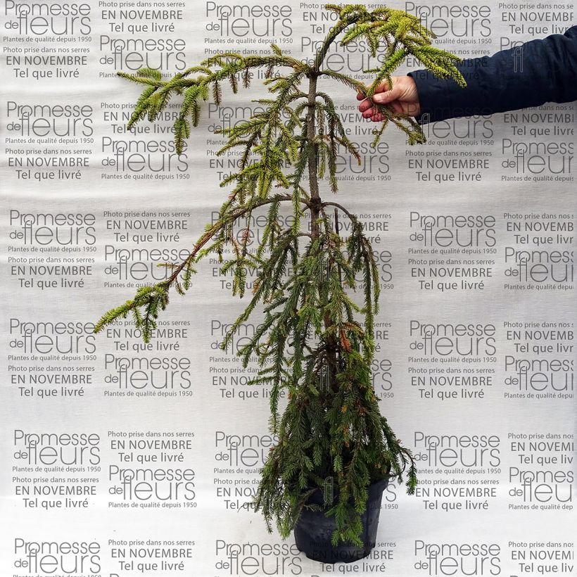 Exemple de spécimen de Picea abies Aarburg - Epicea commun                             Pot de 7,5L/10L tel que livré