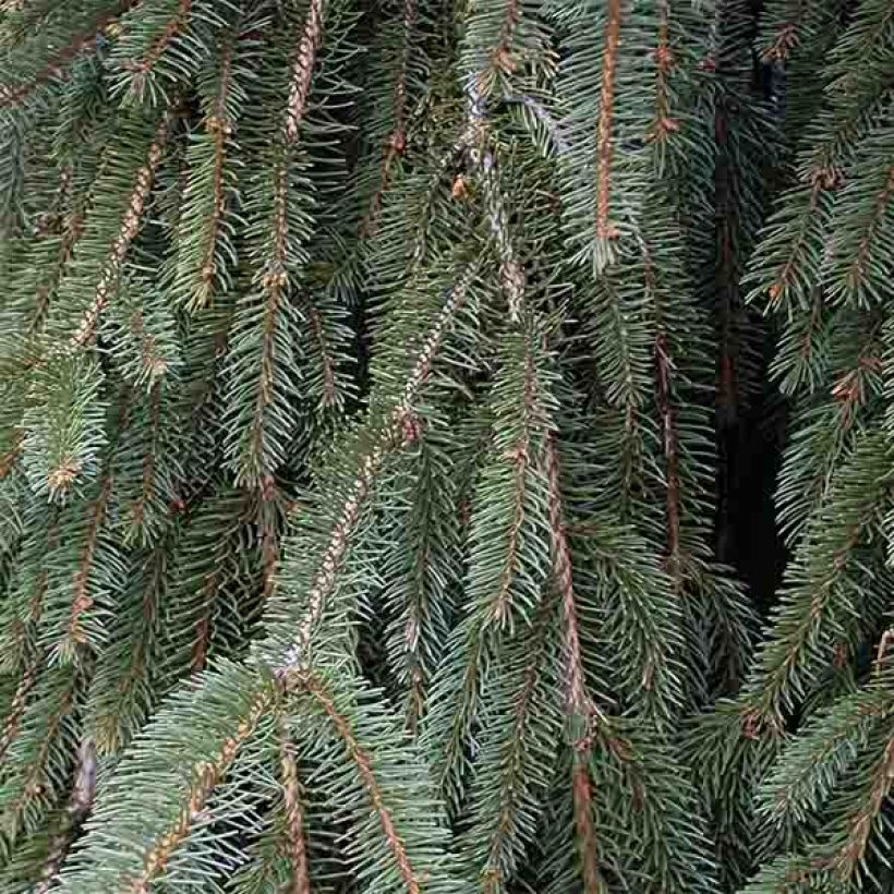 Épicéa pleureur - Picea abies Inversa                        (Foliage)