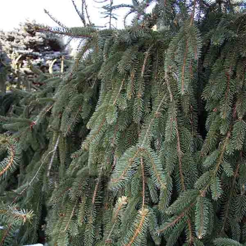 Épicéa pleureur - Picea abies Inversa                        (Plant habit)
