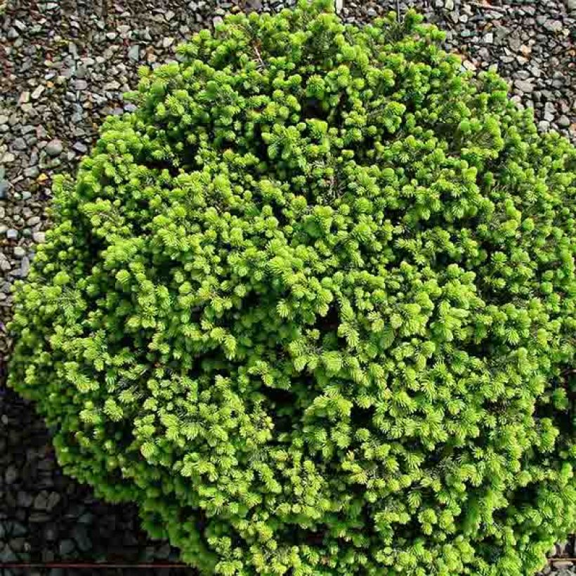 Épicéa nain - Picea abies Little Gem  2L/3L                       (Plant habit)