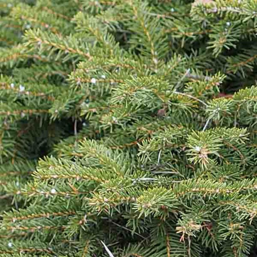 Épicéa commun - Picea abies Nidiformis (Foliage)