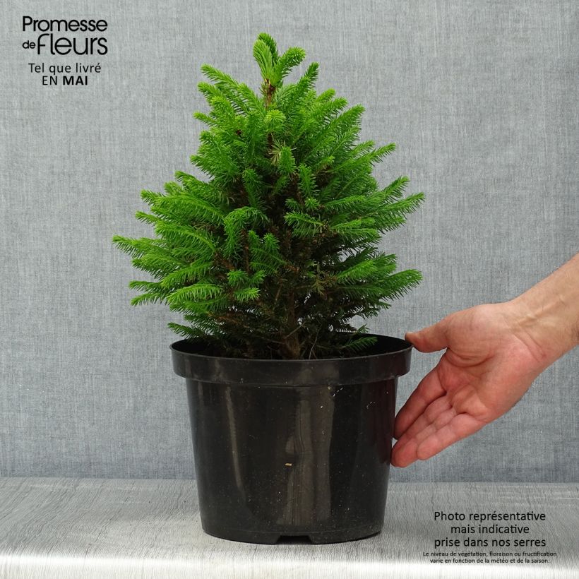 Example of Picea abies Will's Zwerg - Épicéa commun Pot de 7,5L/10L as you get in printemps