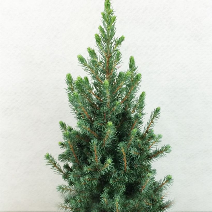 Epinette blanche - Picea glauca Conica Blue                         (Plant habit)