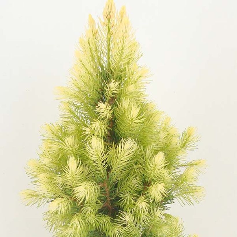 Epinette blanche - Picea glauca Daisy's White (Plant habit)