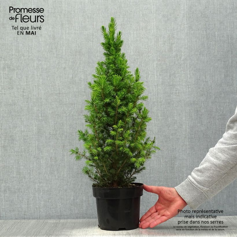 Example of Picea glauca December - Épinette blanche  Pot de 3L/4L as you get in printemps