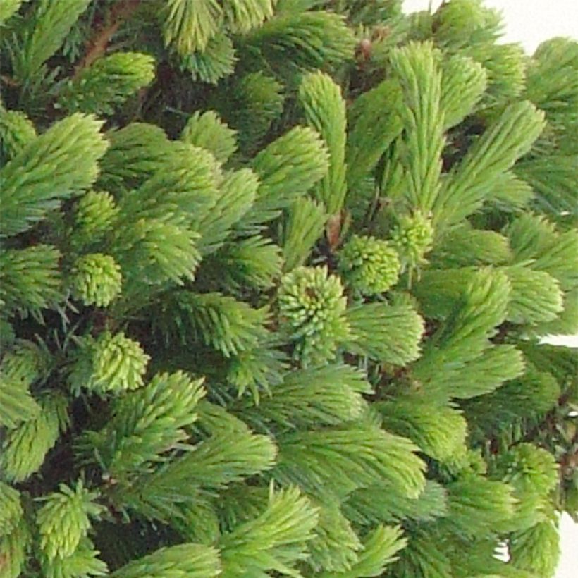 Epinette blanche - Picea glauca Echiniformis                       (Foliage)