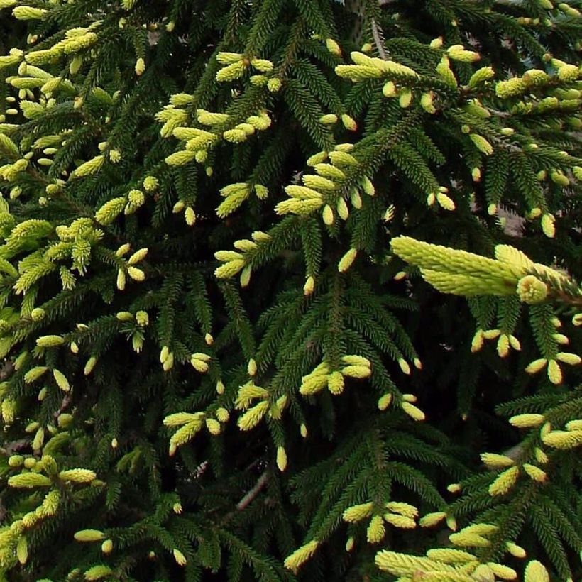 Picea orientalis Aureospicata - Sapinette d'Orient (Foliage)