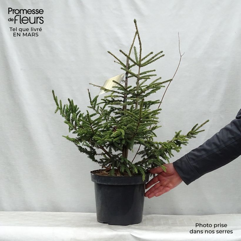 Example of Picea orientalis Aureospicata - Sapinette d'Orient Pot de 7,5L/10L as you get in printemps