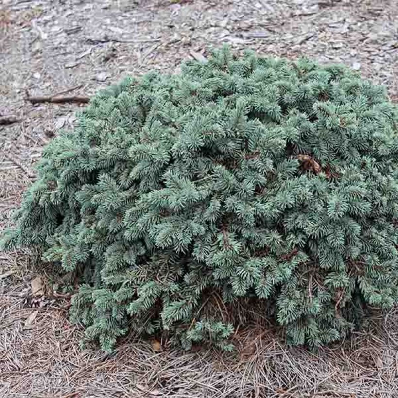 Epicea bleu - Picea pungens Waldbrunn                          (Plant habit)