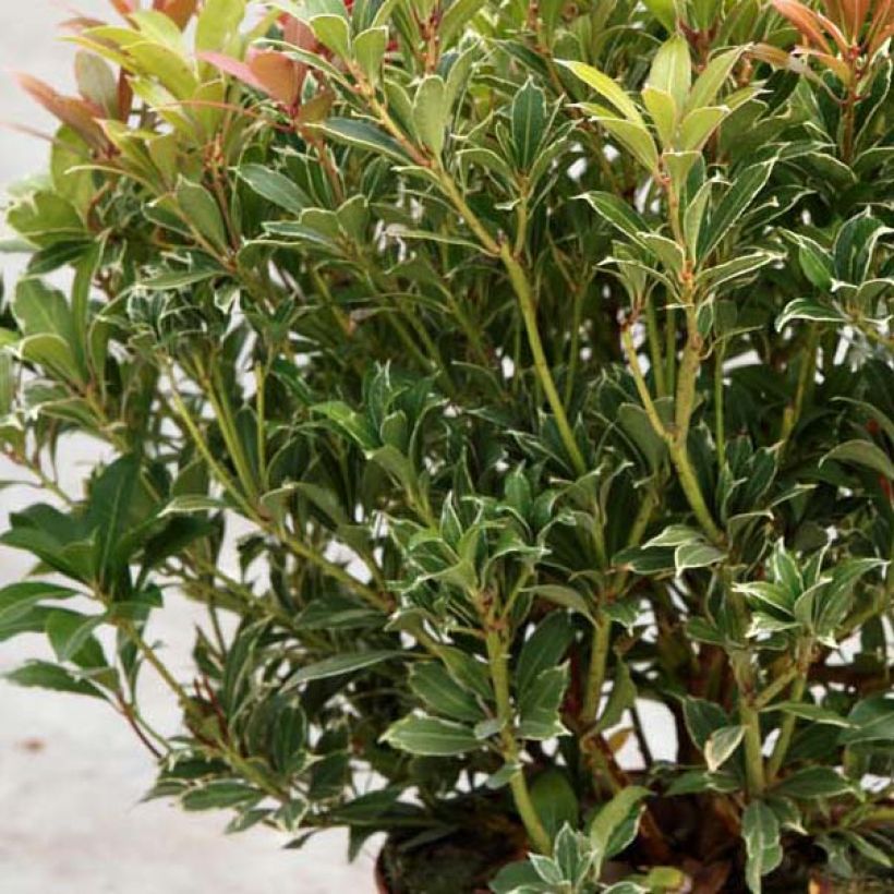 Andromède du Japon - Pieris japonica Carnaval (Foliage)