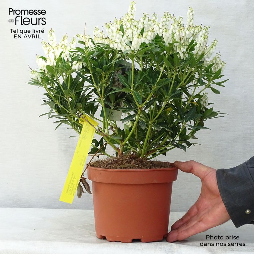 Example of Pieris japonica Debutante - Andromède du Japon Pot de 2L/3L as you get in printemps