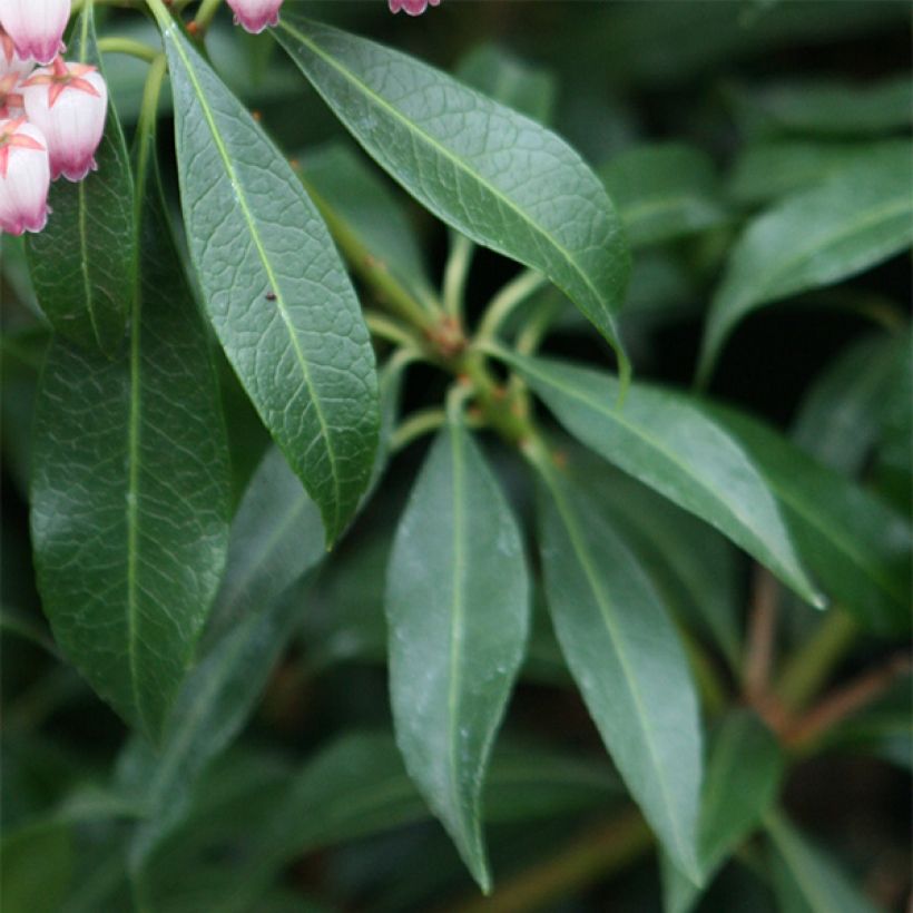 Andromède du Japon - Pieris japonica Katsura (Foliage)