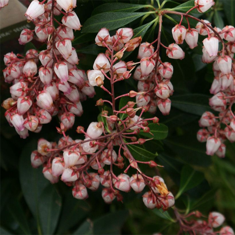 Andromède du Japon - Pieris japonica Katsura (Flowering)