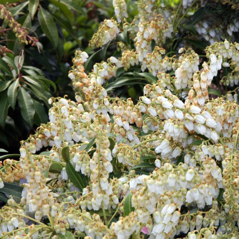 Andromède du Japon - Pieris japonica Purity (Flowering)