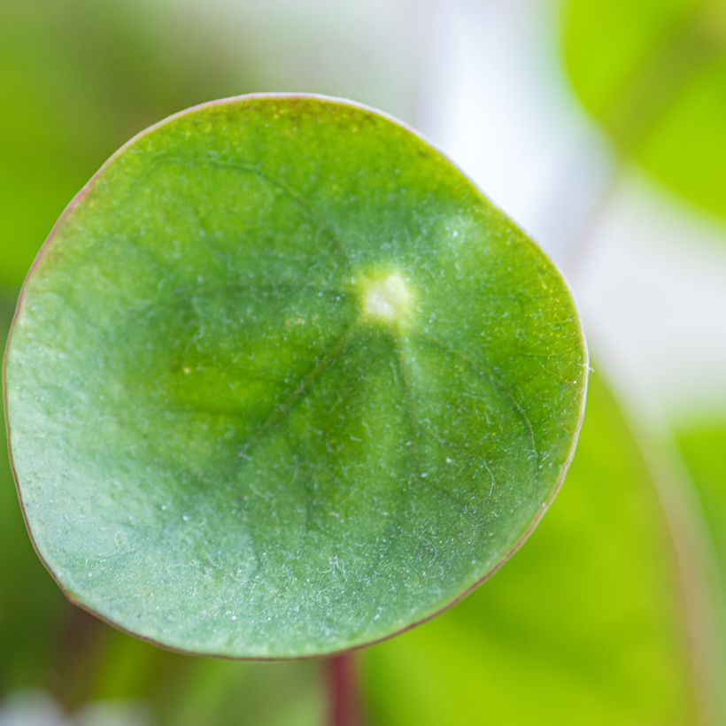 Pilea peperomioides (Feuillage)